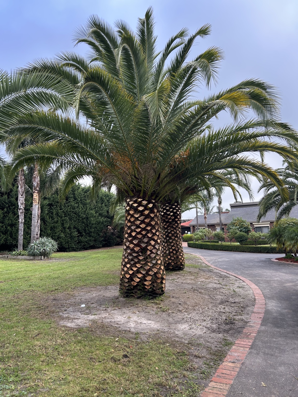 Cleaned palm trunks after palm cleaning by Trembath Trees in Carrum Downs
