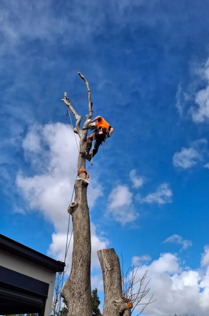 Arborist working on a tree removal using climbing ropes