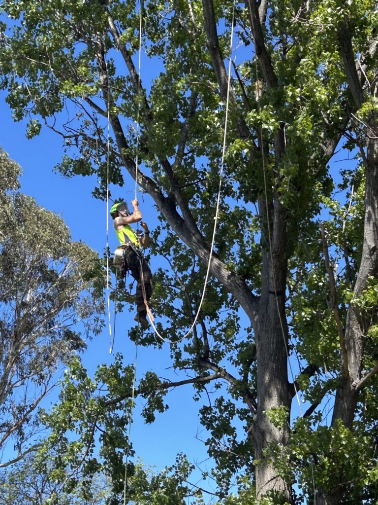 Arborist using climbing ropes during tree pruning in Dingley Village