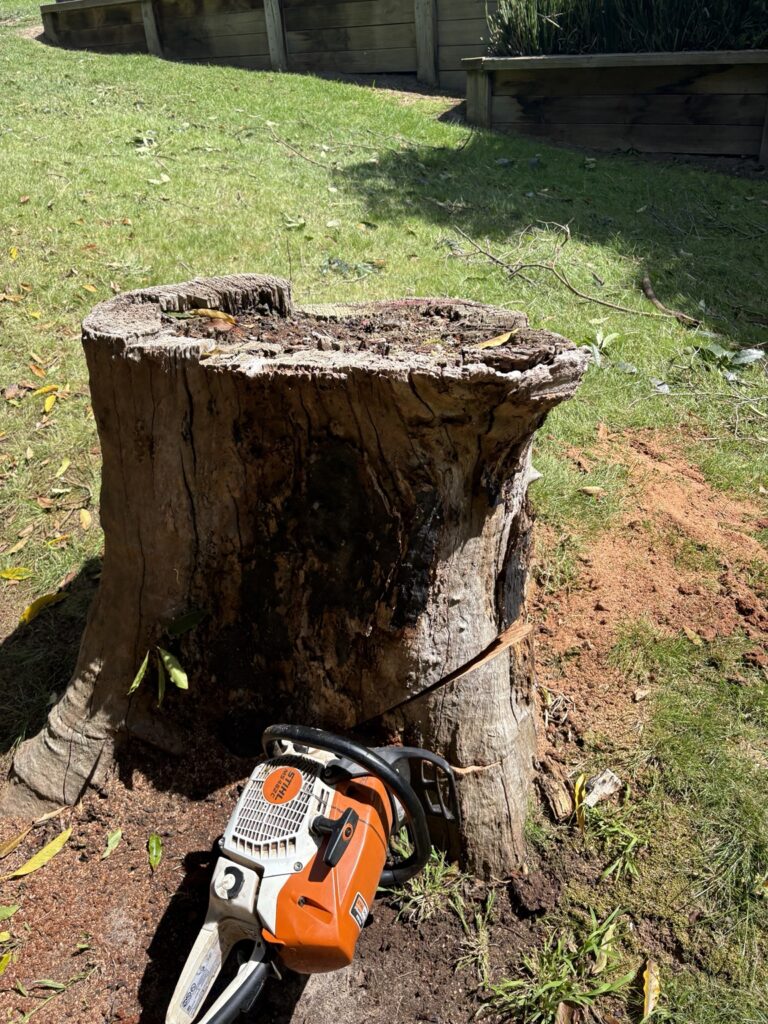 Chainsaw beside a tree stump on a Trembath Trees job